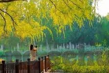 成人午夜激情视频-成人午夜激情视频，探索现代社交与娱乐的隐秘角落