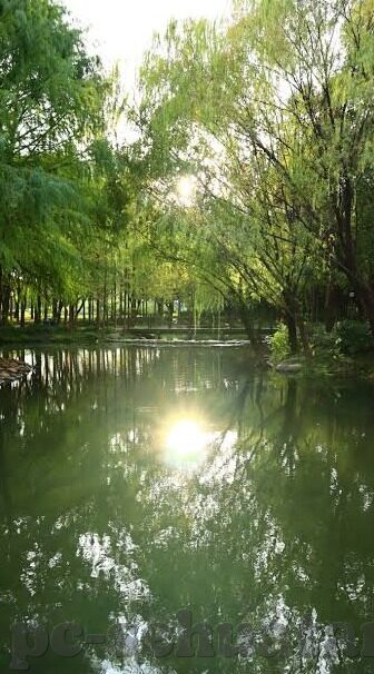 大象传媒18勿进大象77-象牙之舞，大象传媒的独特魅力与77号故事